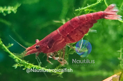 Cherry Shrimp