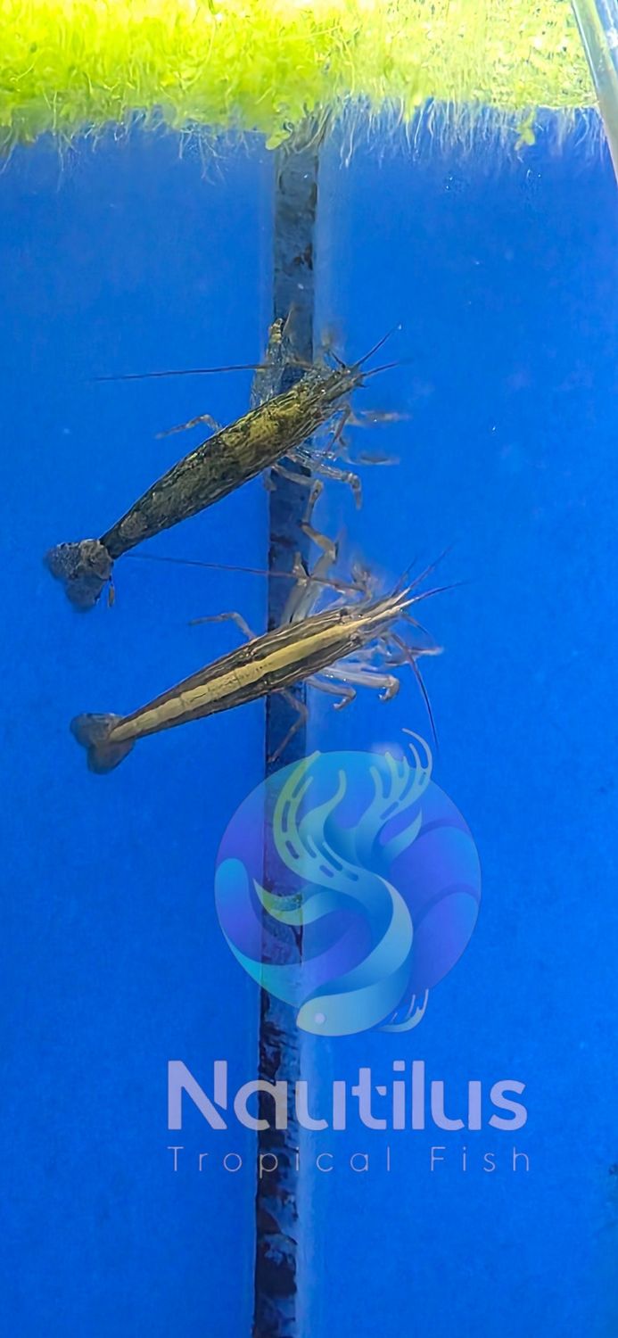 Bamboo Shrimp (Atyopsis moluccensis)