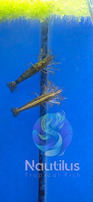Bamboo Shrimp (Atyopsis moluccensis)