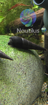 Red Devil Snail (Faunus ater)