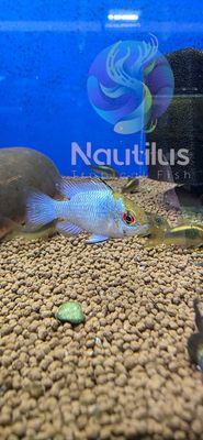 Electric Blue Ram (Mikrogeophagus ramirezi)