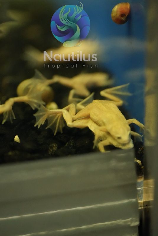 African Dwarf Frog Blonde