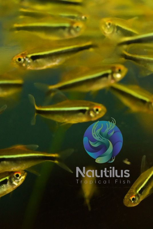 Black Neon Tetra