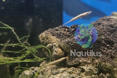 Armoured Stickleback