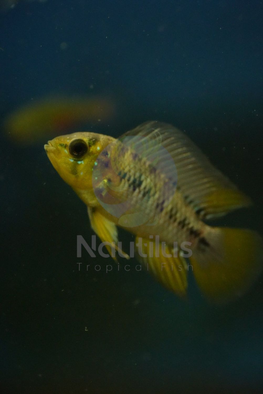 Apistogramma borellii “Opal”