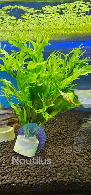 Windelov/Crested Java Fern (Microsorum pteropus)