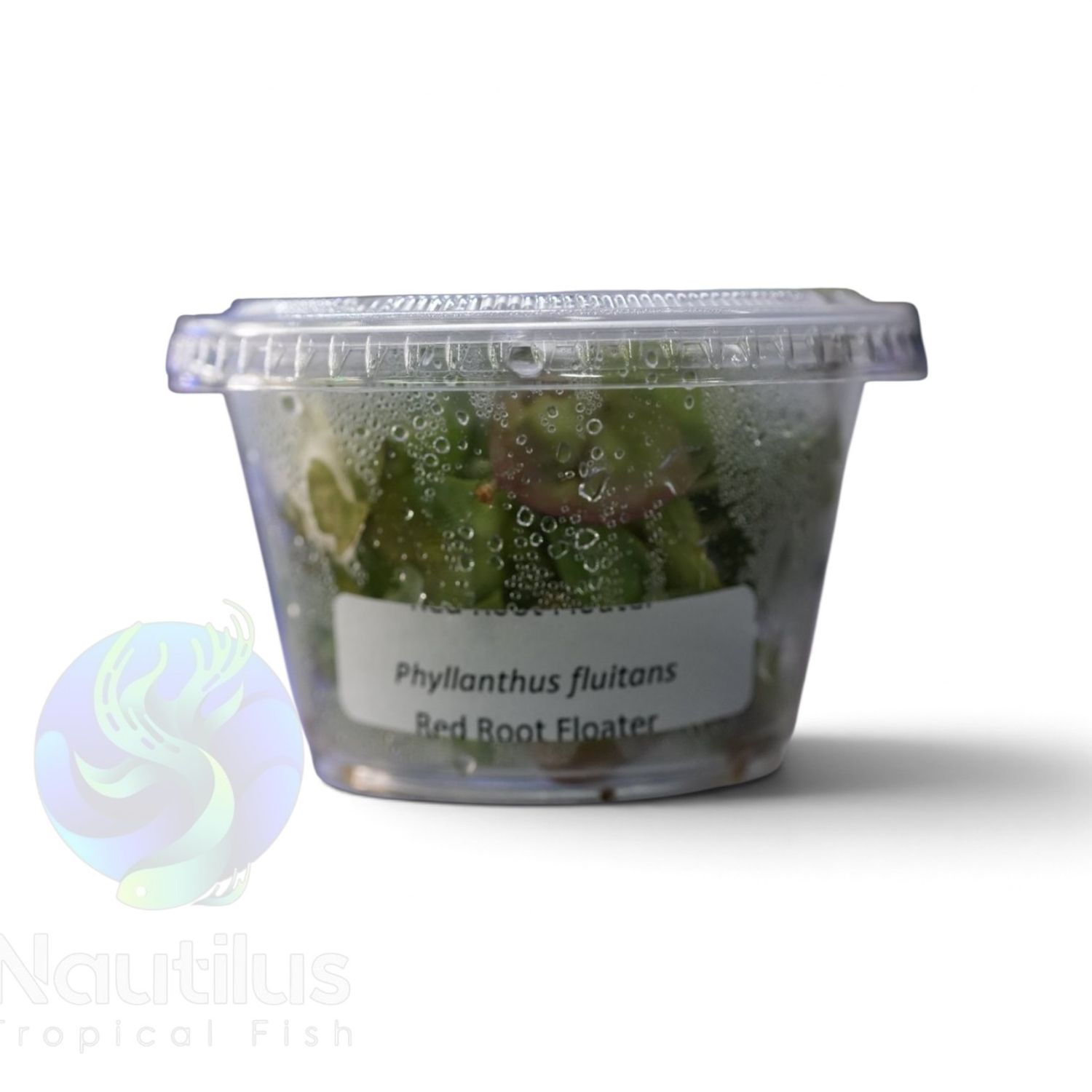 Red Root Floaters (Phyllanthus fluitans)-Cup