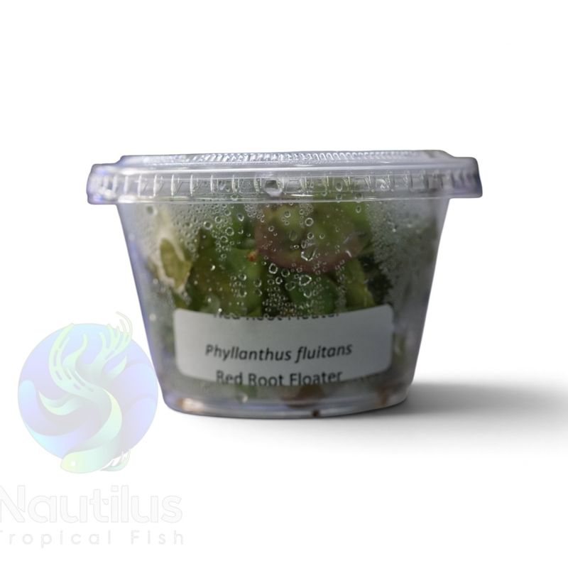 Red Root Floaters (Phyllanthus fluitans)-Cup