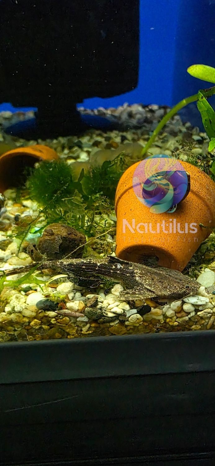 Banjo Catfish (Bunocephalus coracoideus)