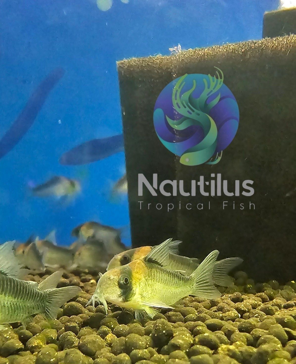 Adolfi Corydoras (Corydoras adolfoi)