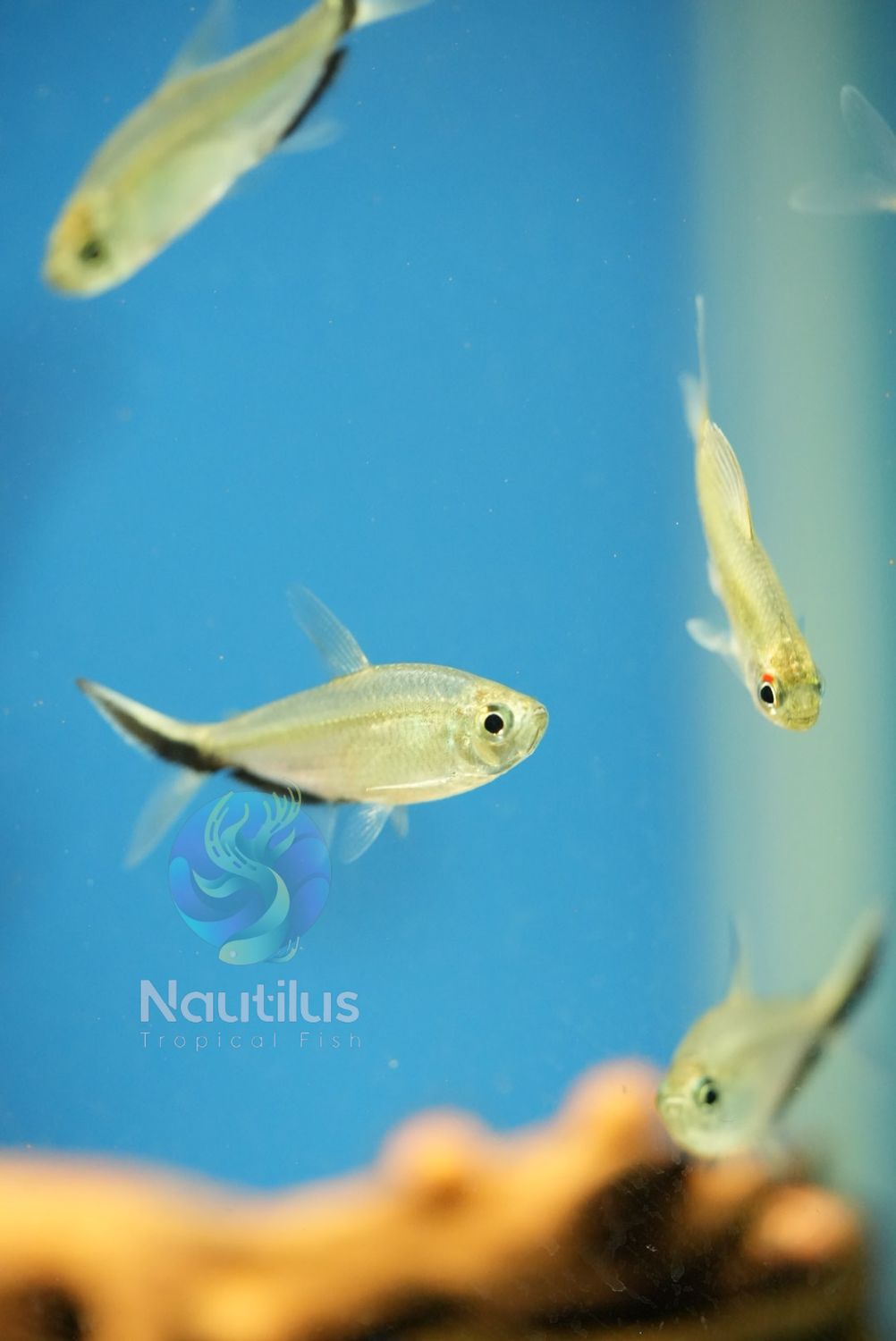 Blackline Tail Tetra (Moenkhausia costae)