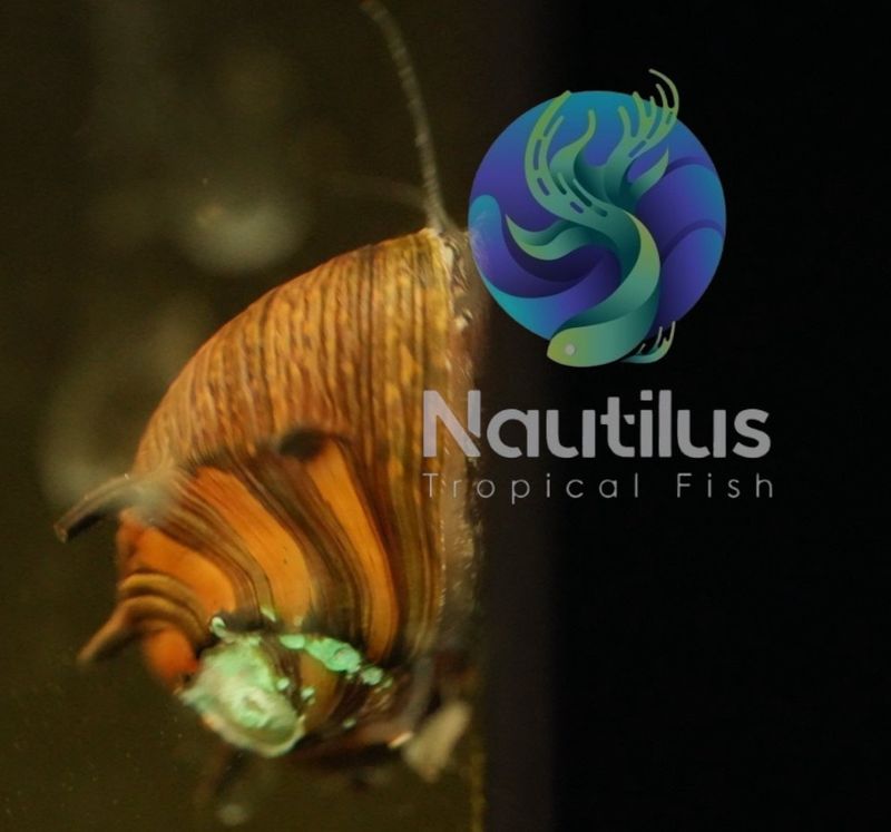 Horn Sun Snail Nerite