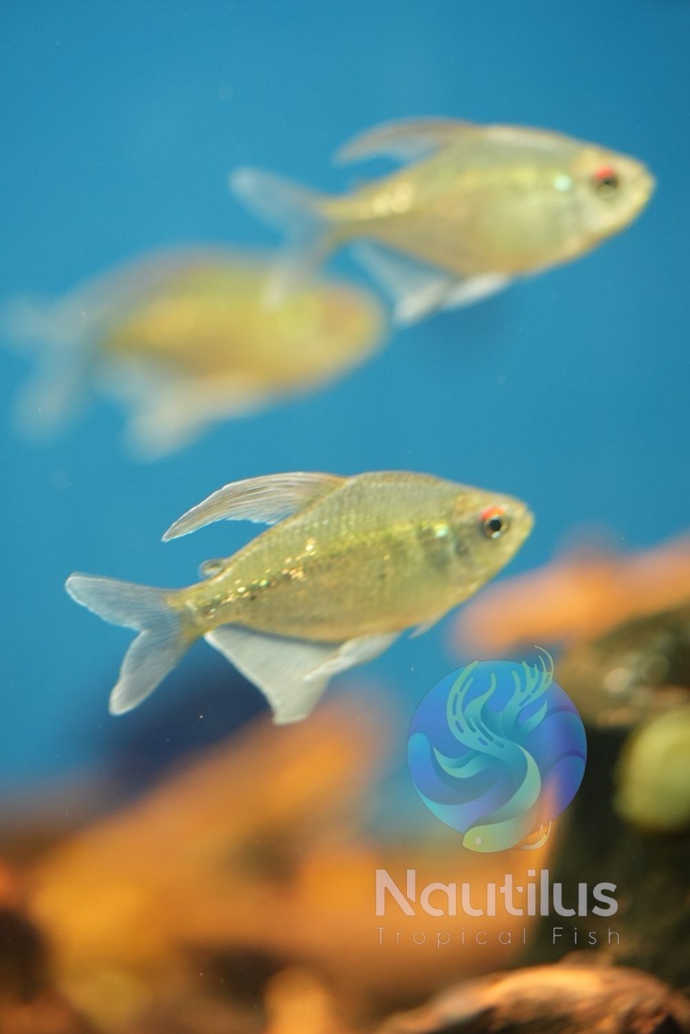 Diamond Tetra (Moenkhausia pittieri)