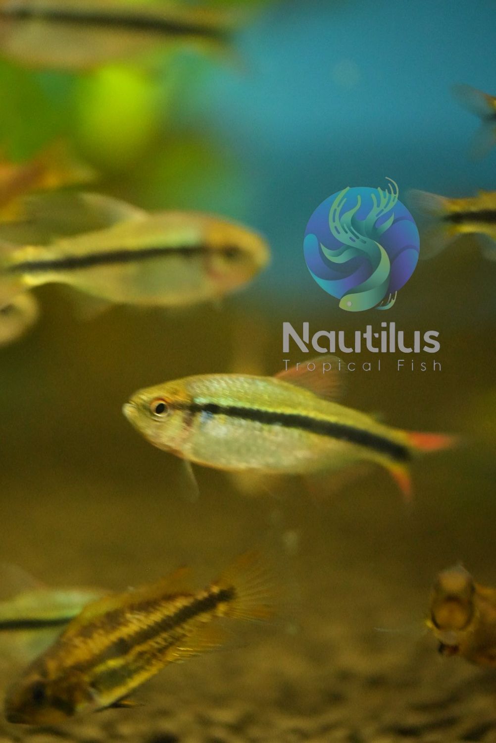 Blackline Blue Tetra (Hyphessobrycon sp. cf. melanostichos)