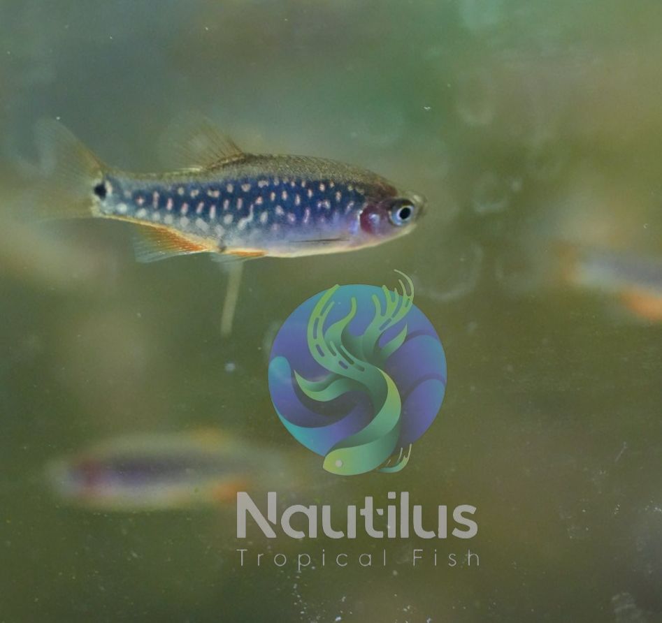 Galaxy Pearl Tiger Hybrid (Danio margaritatus Hybrid)