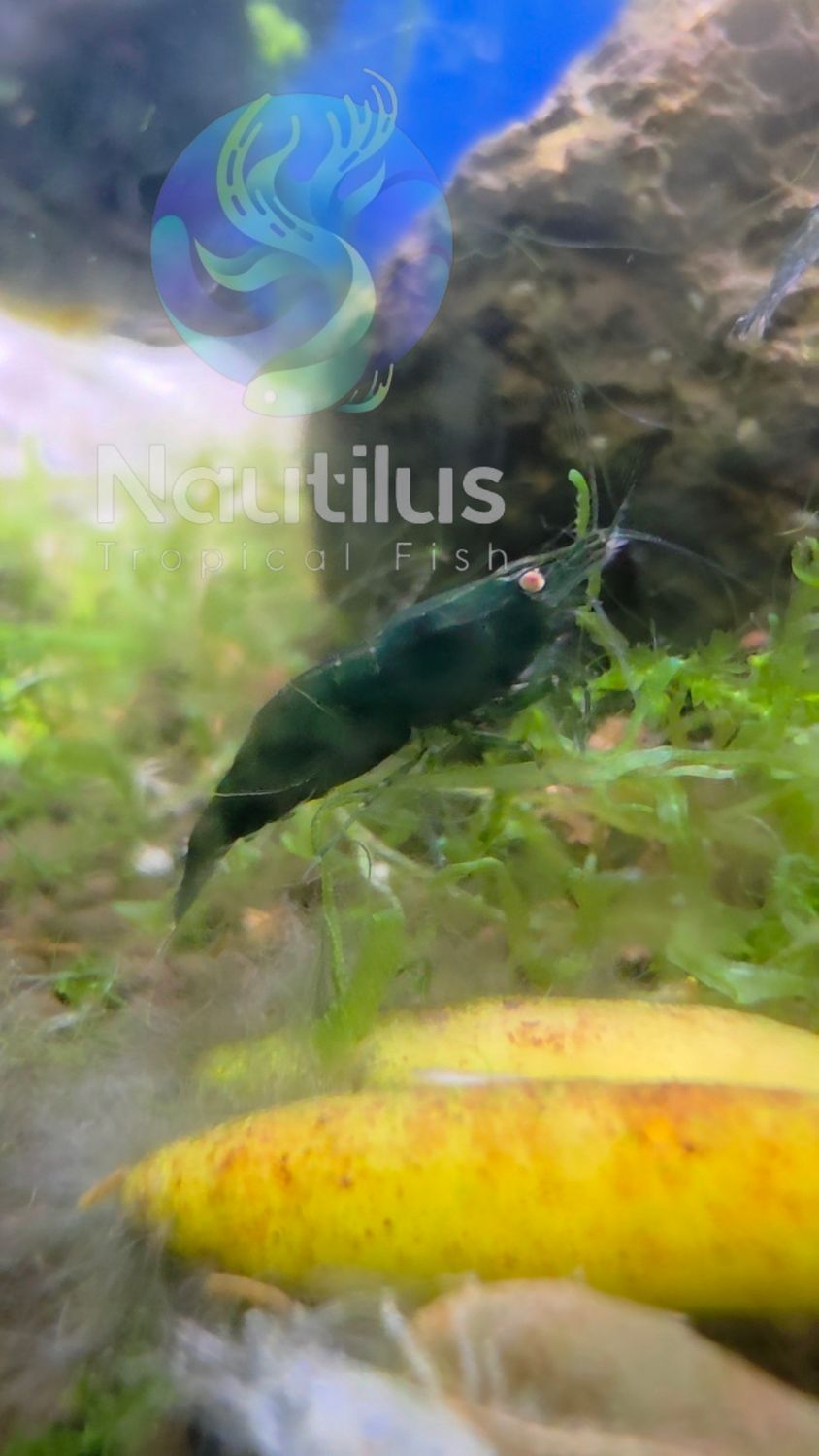 Orange Eye Green Neocaridina Shrimp