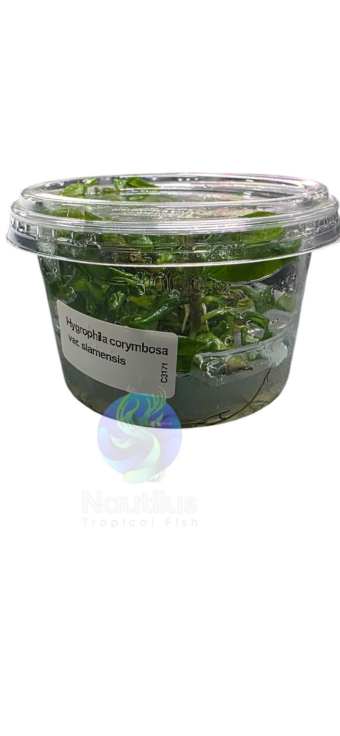 Hygrophila corymbosa var. siamensis TC