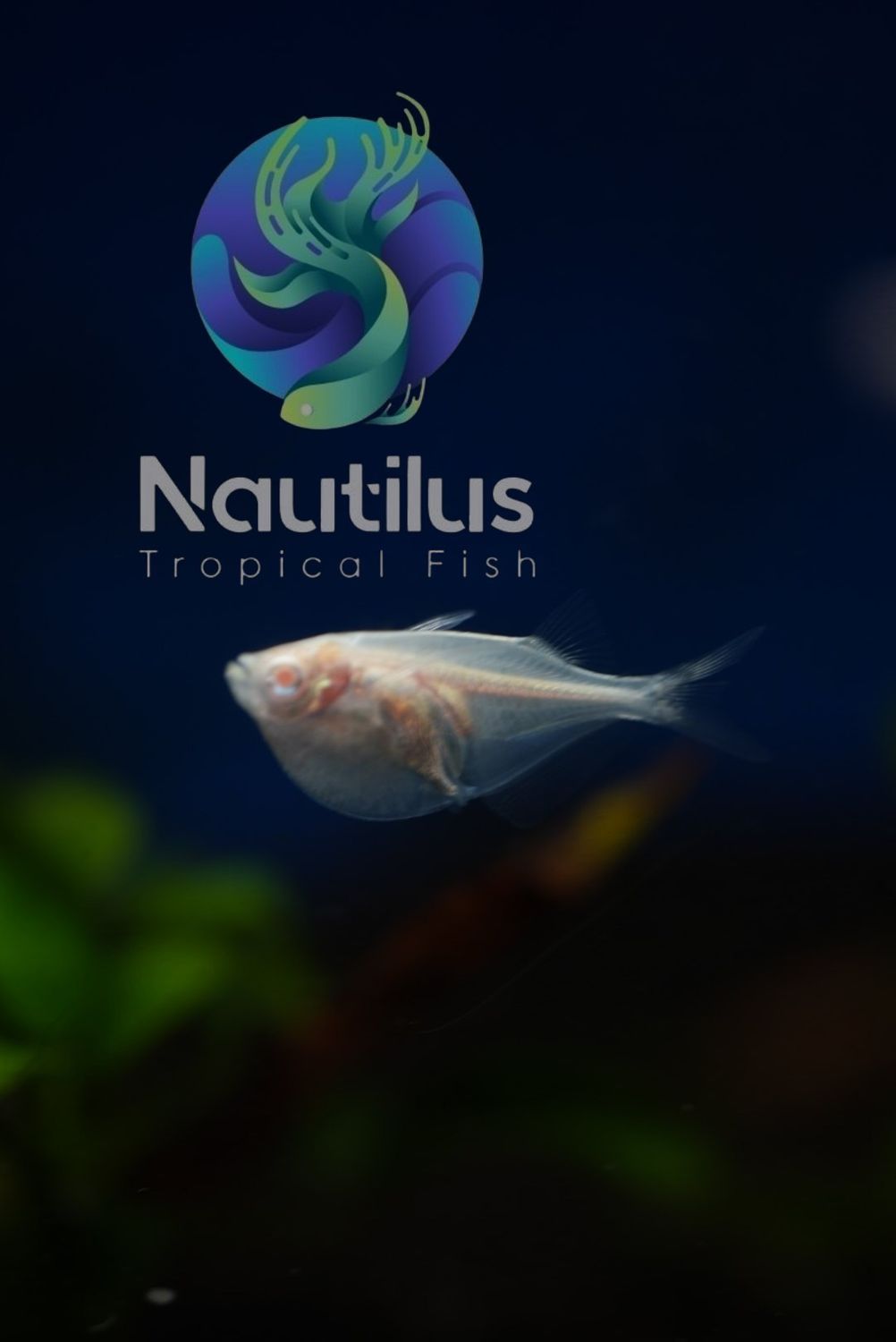 Albino Silver Hatchetfish (Gasteropelecus sternicla)