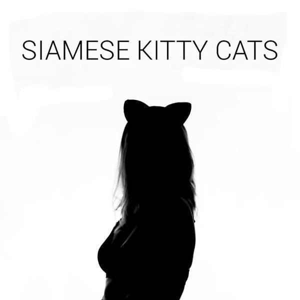 Siamese Kitty Cats