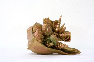 The Emergence of the Reef Lurker