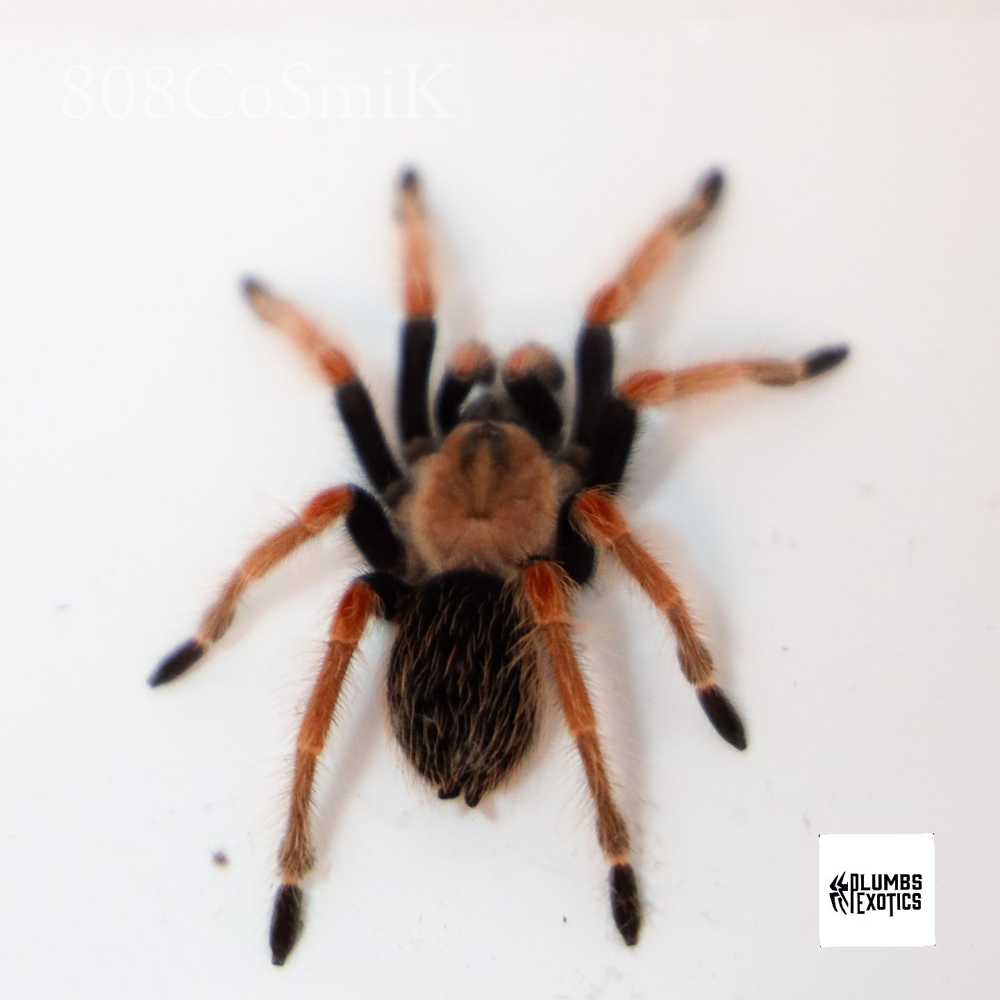 Brachypelma Boehemi