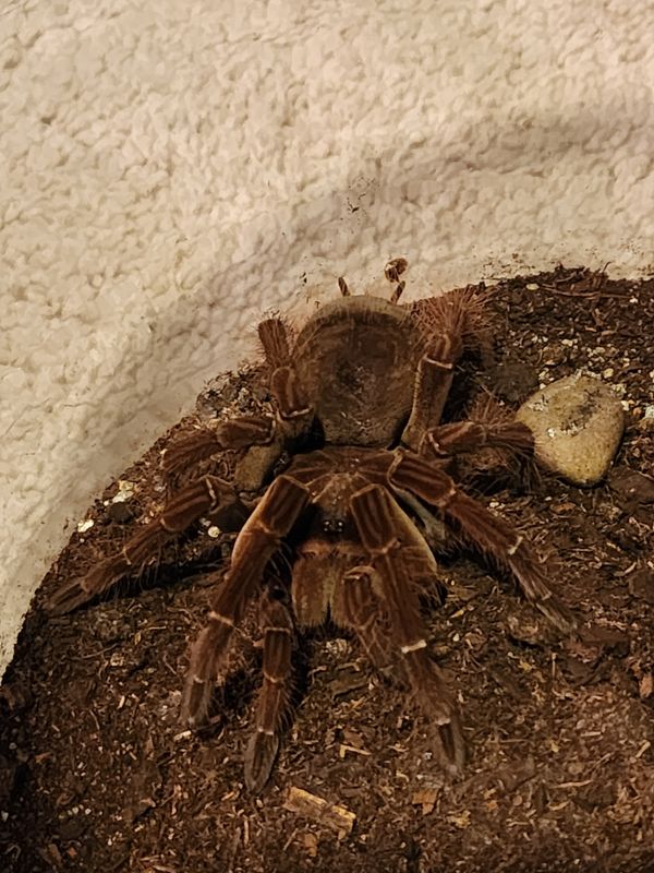 Theraphosa Stirmi