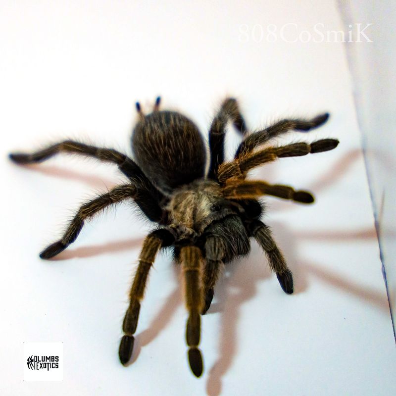 Aphonopelma Eutylenum-FEMALE