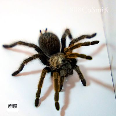 Aphonopelma Eutylenum-FEMALE