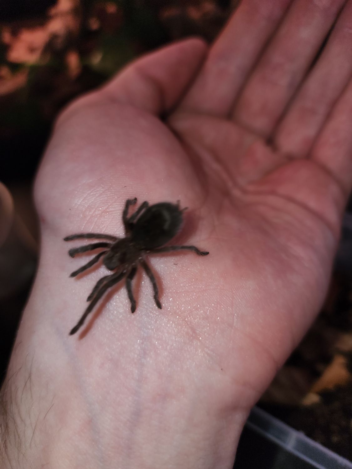 Grammostola Pulchra