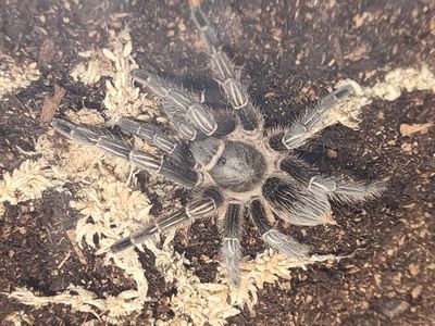 Aphonopelma Seemani