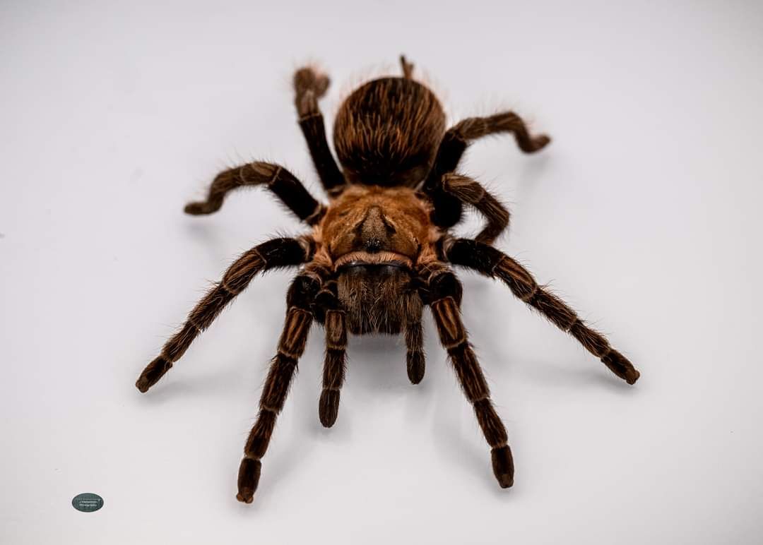 Aphonopelma sp. Encinos- FEMALE