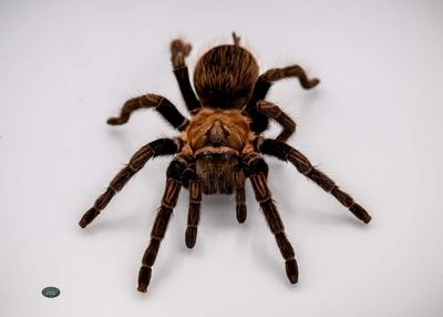 Aphonopelma sp. Encinos- FEMALE