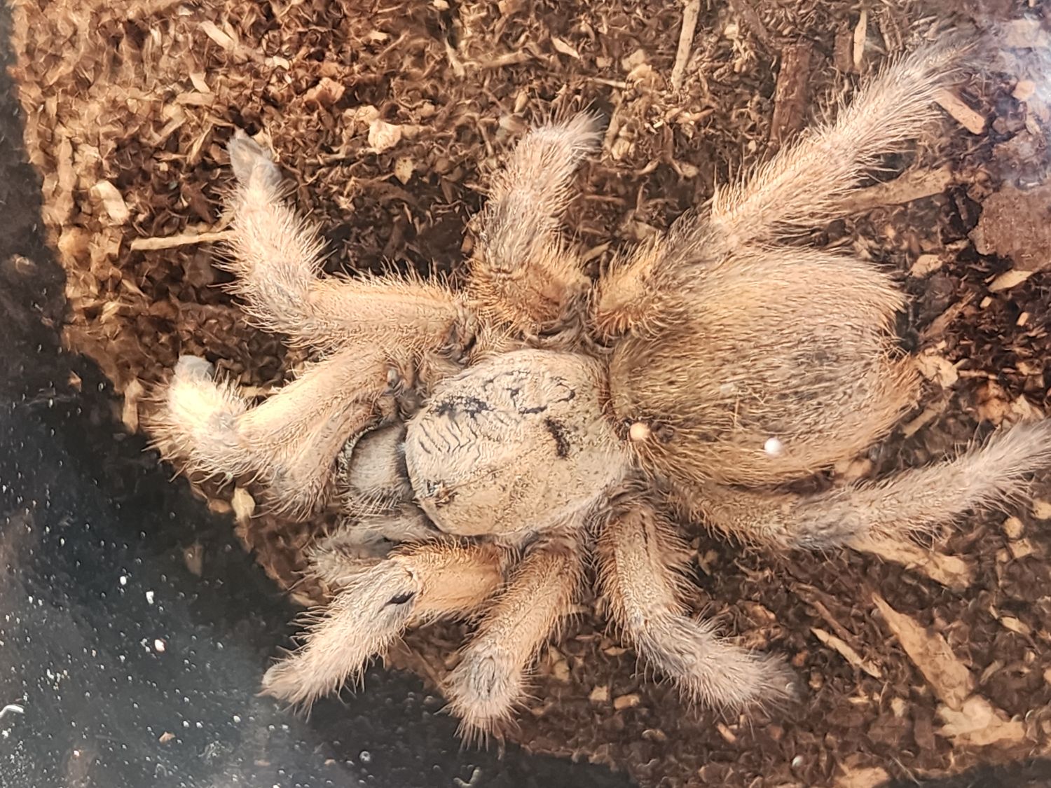 Aphonopelma Moderatum-FEMALE