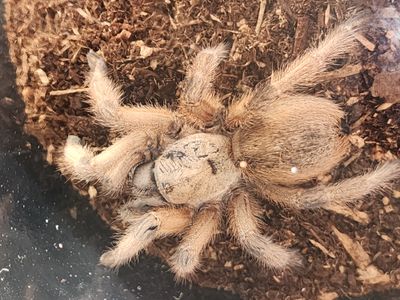 Aphonopelma Moderatum-FEMALE