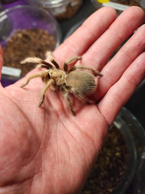Tarantulas