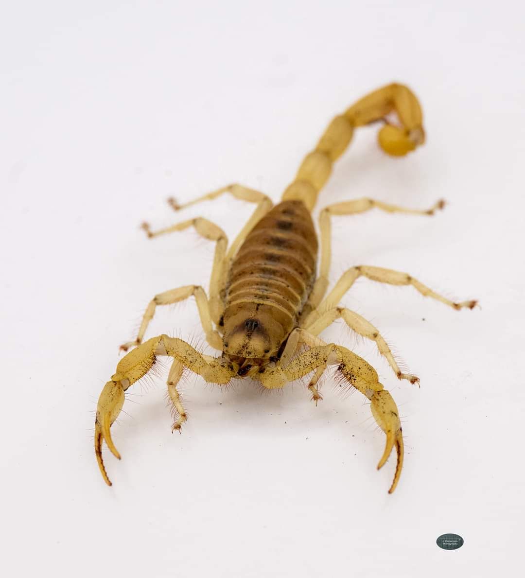 Hadurus Arizonensis