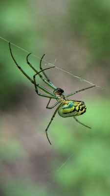 True Spiders and Mygalomorphs