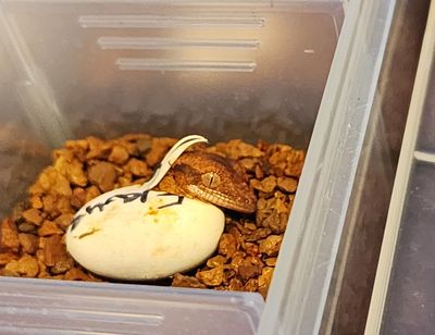 Crested Geckos