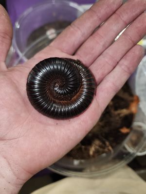 Millipedes