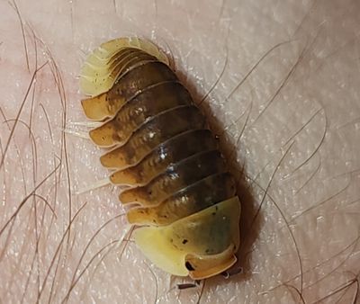 Isopods