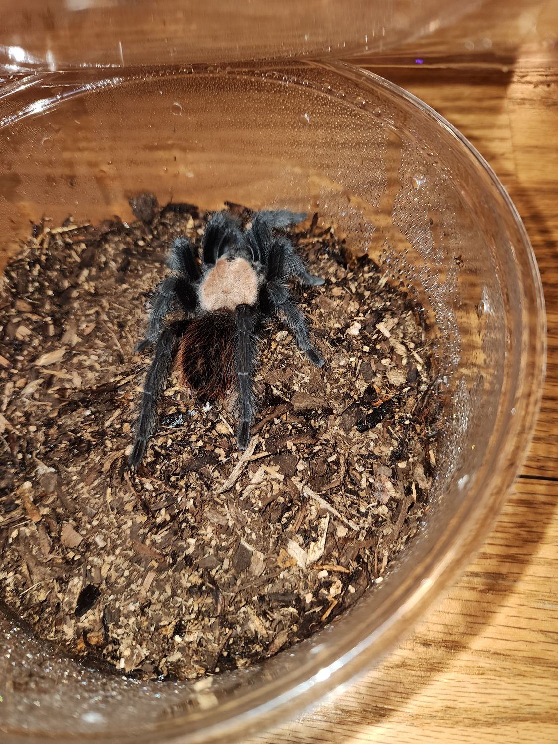 Brachypelma Albiceps FEMALE