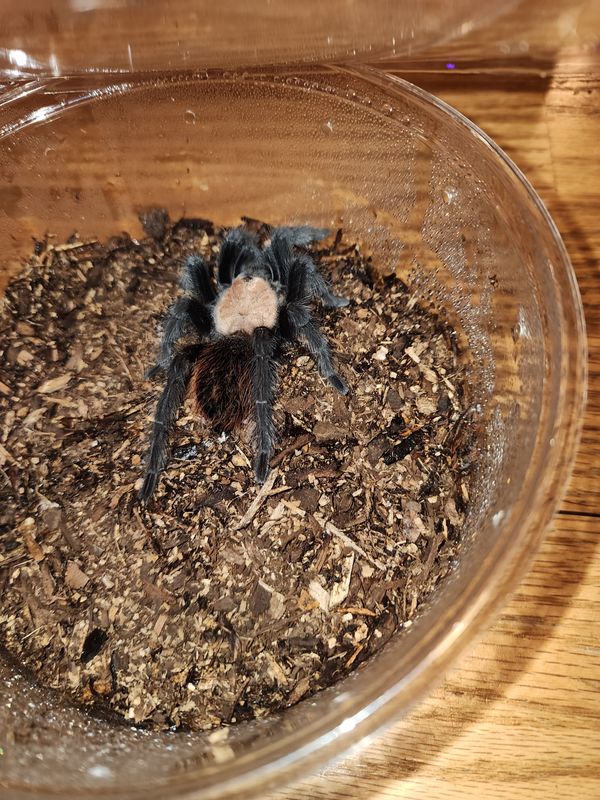 Brachypelma Albiceps