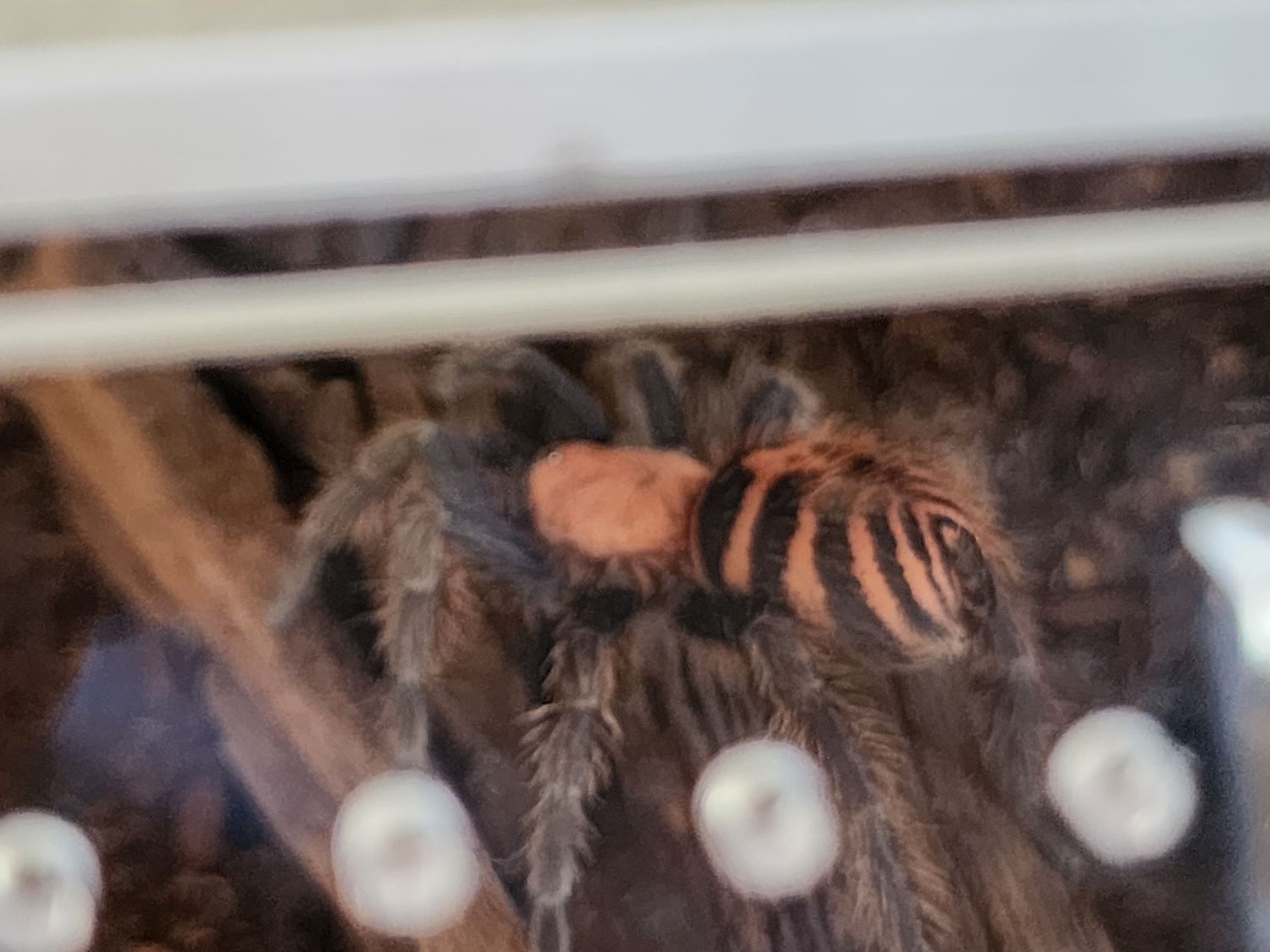 Davus Pentaloris