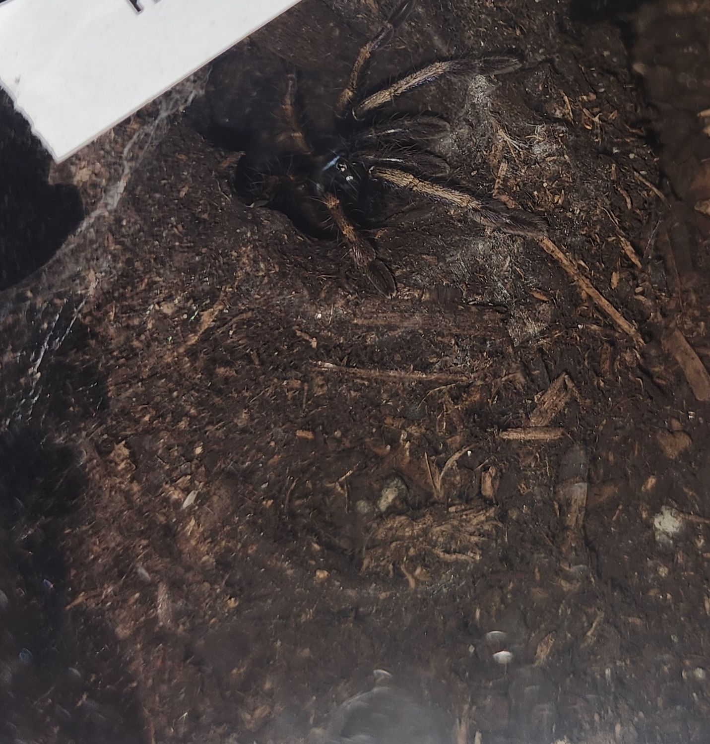 Haploclastus Devamatha