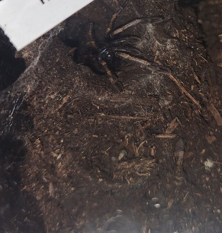 Haploclastus Devamatha