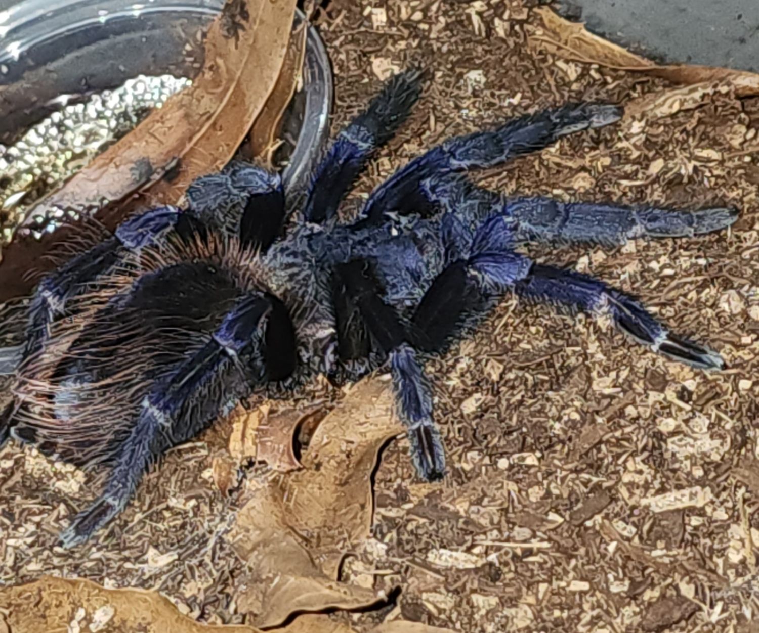 (ex: Pterinopelma) Lasiocyano Sazimai- FEMALE