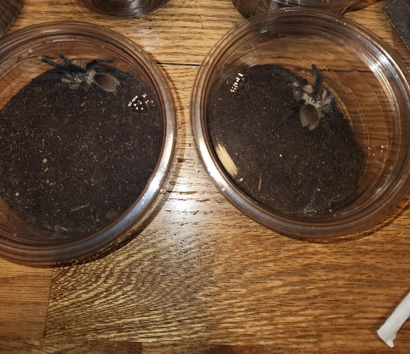 Monocentropus Balfouri
