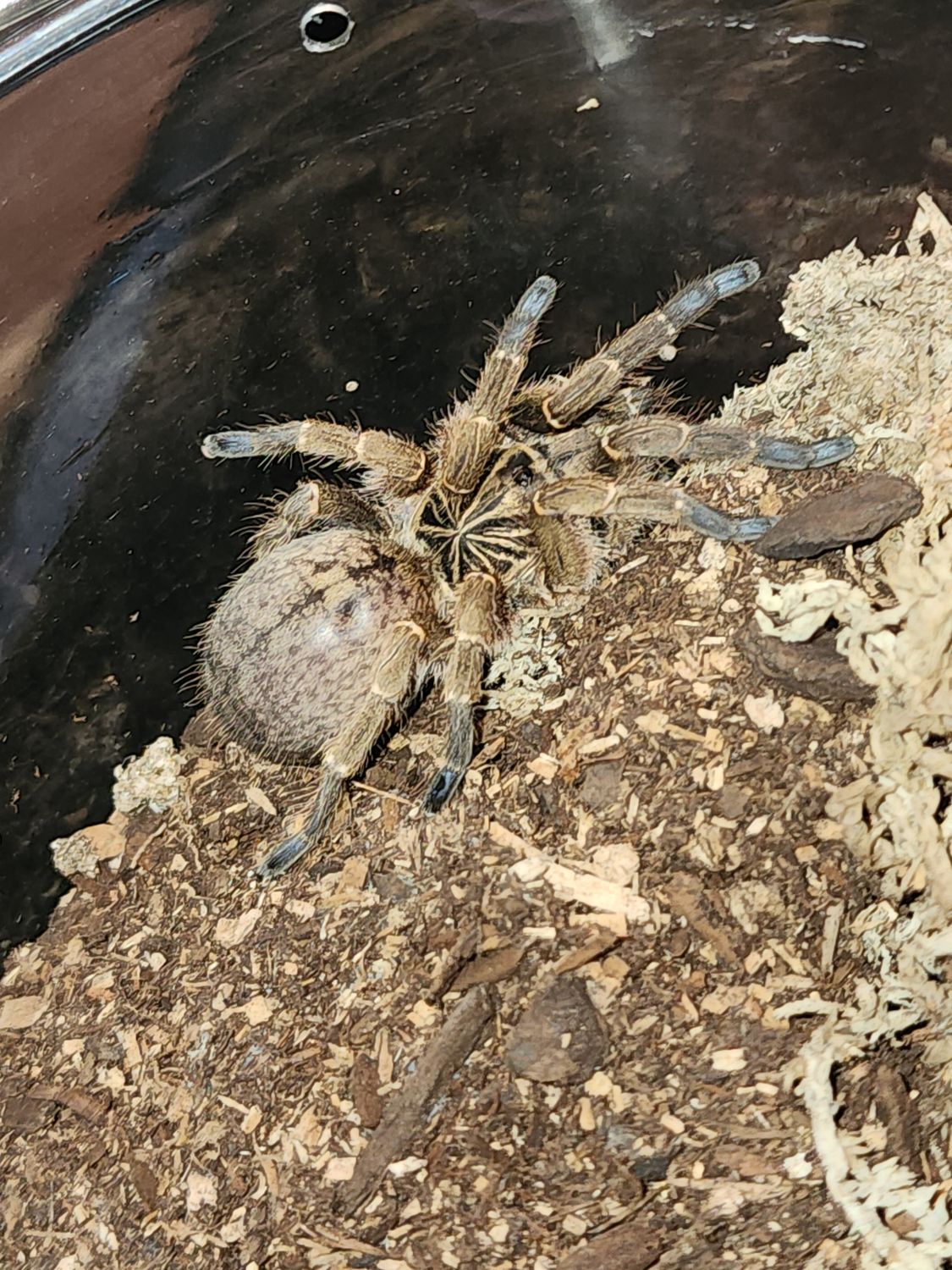 Ideothele Mira-ADULT FEMALE