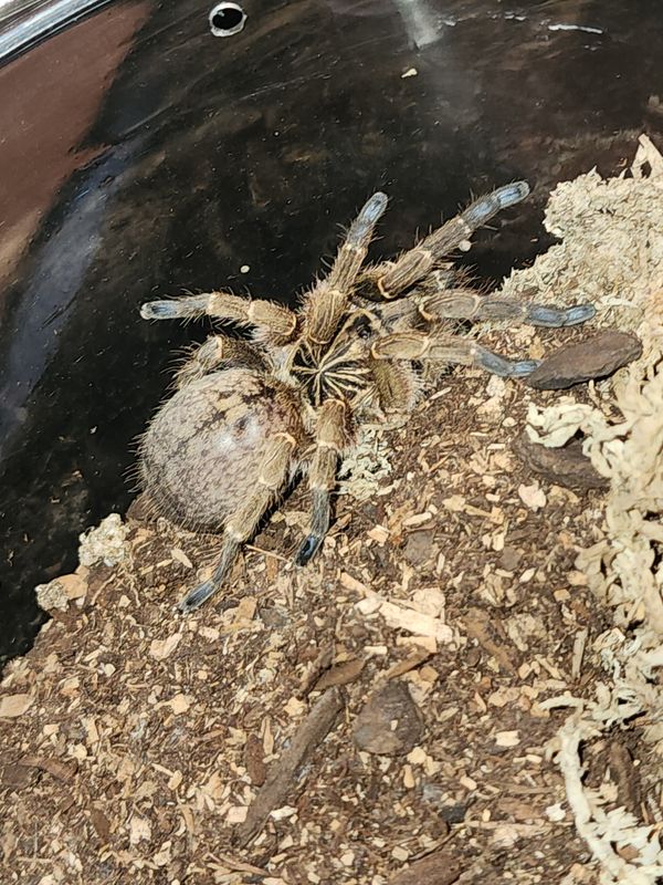 Ideothele Mira-ADULT FEMALE