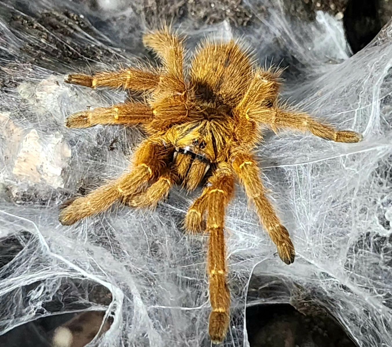 Pterinochilus Murinus